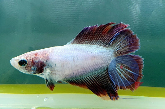 Betta Doubletail mix, L, Femela