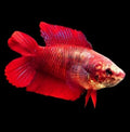 Betta Doubletail mix, L, Femela