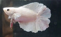 Betta Doubletail mix, L, Femela