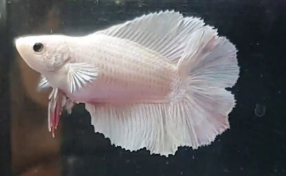 Betta Doubletail mix, L, Femela