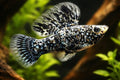 Peste vivipar, Poecilia velifera marble sailfin mollly 6-7 cm