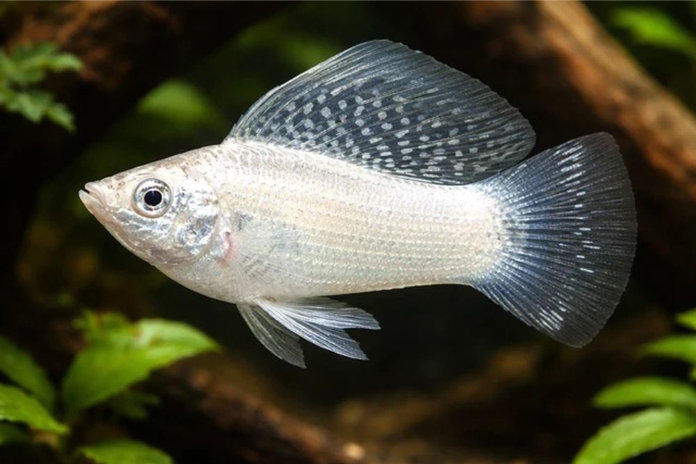 Peste vivipar, Poecilia velifera silver 6-7 cm