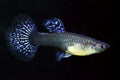 Poecilia reticulata metal blue lace (pereche)
