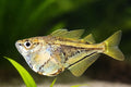 Carnegiella strigata (Marbled hatchefish), 2-3 cm