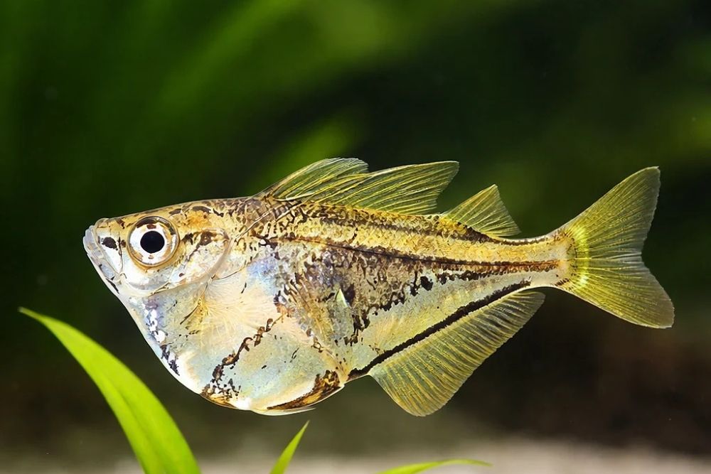 Carnegiella strigata (Marbled hatchefish), 2-3 cm