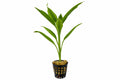 Planta naturala de terariu, Petra-Aqua, Dracaena sanderiana, la ghiveci