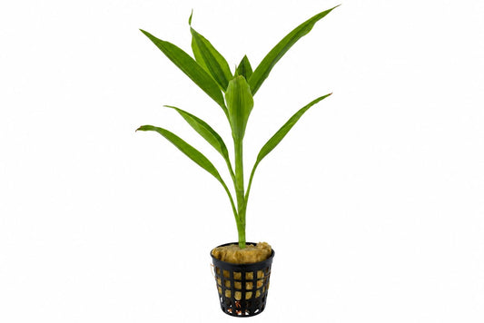 Planta naturala de terariu, Petra-Aqua, Dracaena sanderiana, la ghiveci