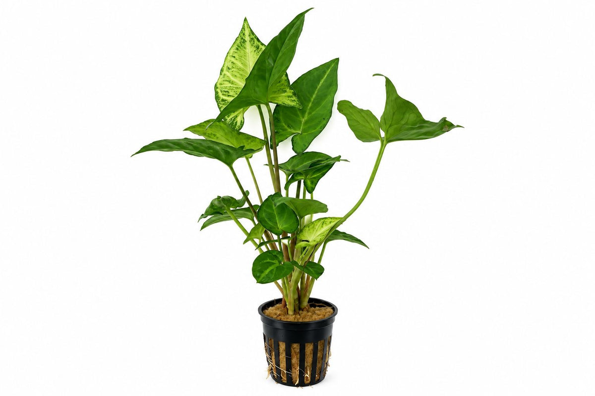 Planta naturală de terariu, Petra-Aqua, Syngonium sp. la ghiveci