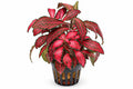 Planta naturala de terariu, Petra-Aqua, Fittonia verschaffelti red, la ghiveci