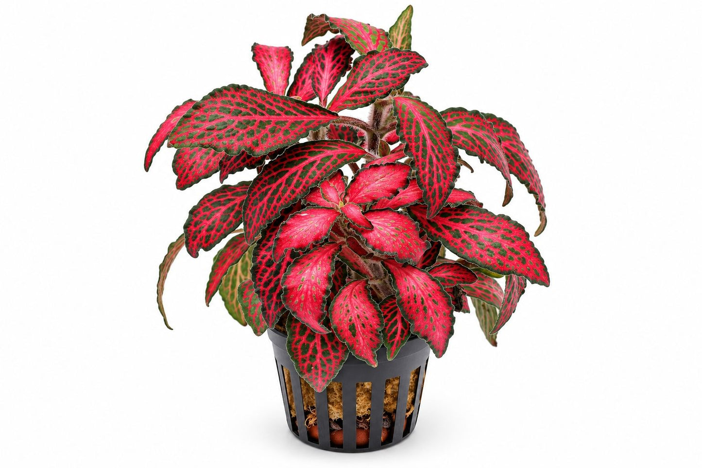 Planta naturala de terariu, Petra-Aqua, Fittonia verschaffelti red, la ghiveci
