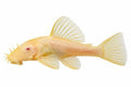 Peste sanitar, Ancistrus sp. albino 2-2,5 cm