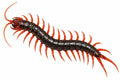 Scolopendra subspinipes dehaani