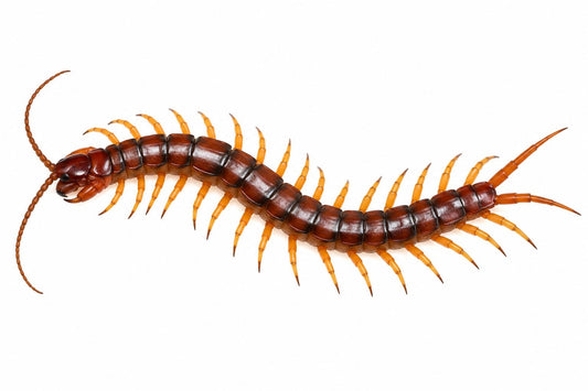 Scolopendra subspinipes Small (Orange Legged Centipede)
