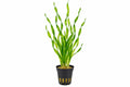 Planta naturala de acvariu, Petra-aqua, Vallisneria crokscrew, la ghiveci