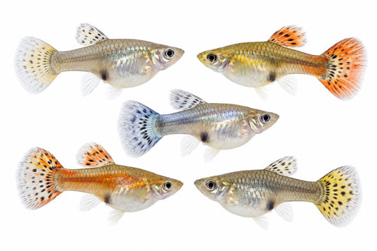 Peste vivipar, Poecilia reticulatus mix (femele)