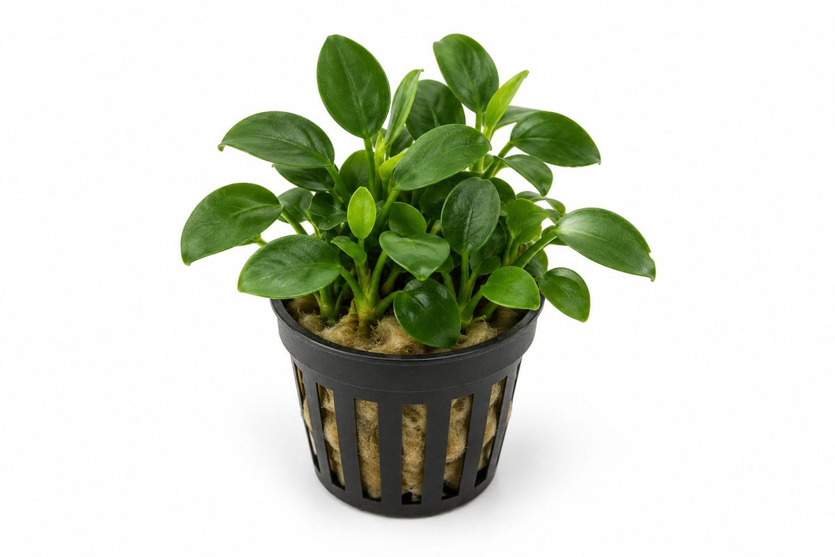 Planta naturala de acvariu, Petra-aqua, Anubias nana petite, la ghiveci