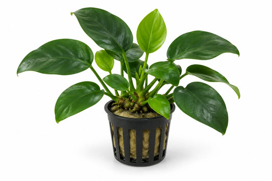 Planta naturala de acvariu, Petra-aqua, Anubias nana la ghiveci