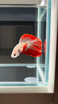 Betta spl. male Super Delta mix XL (coloritul variaza)