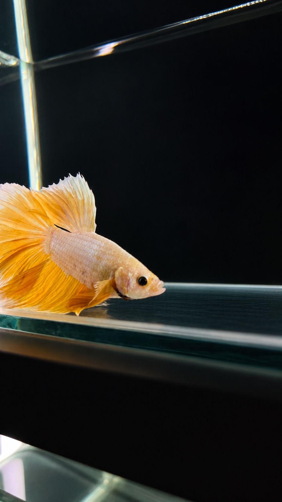 Betta spl. male Super Delta mix XL (coloritul variaza)