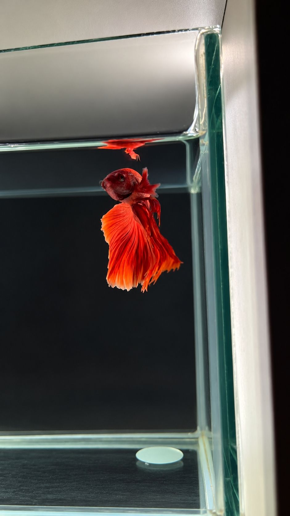 Betta spl. male Super Delta mix XL (coloritul variaza)