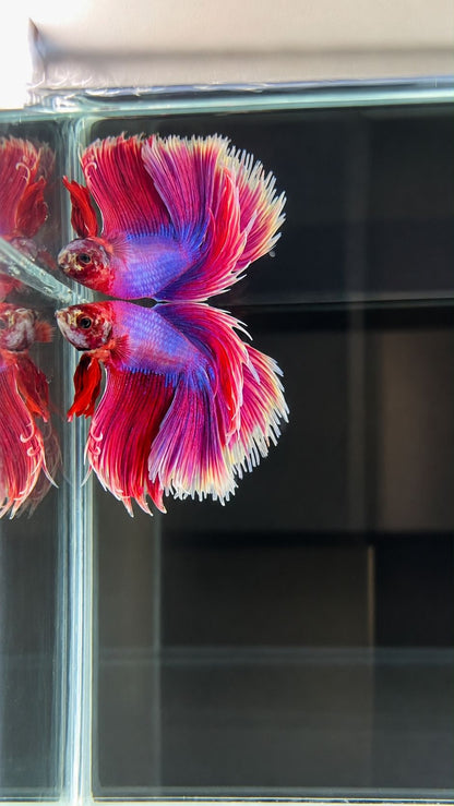 Betta spl. male Super Delta mix XL (coloritul variaza)