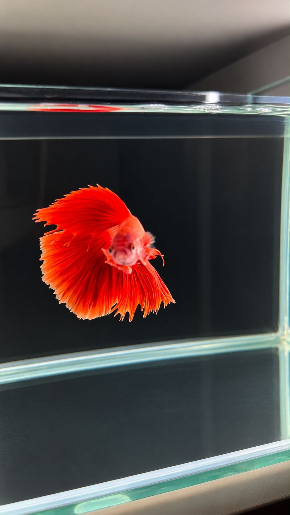 Betta spl. male Super Delta mix XL (coloritul variaza)