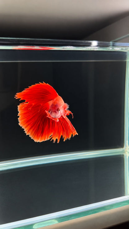 Betta spl. male Super Delta mix XL (coloritul variaza)
