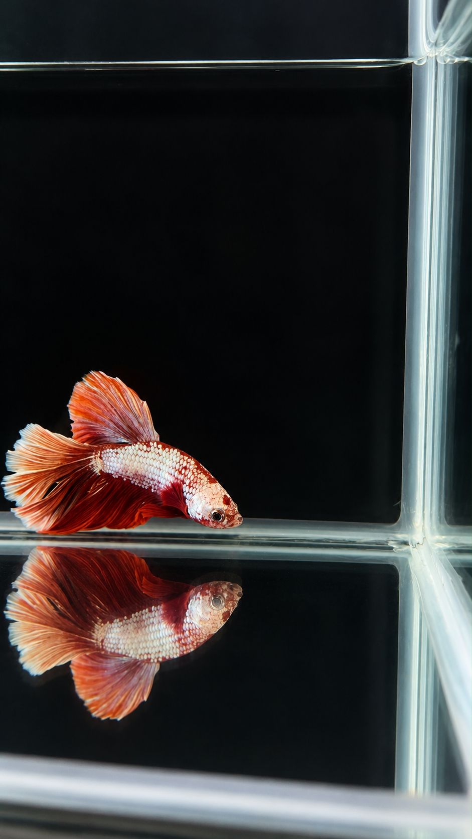 Betta spl. male Super Delta mix XL (coloritul variaza)
