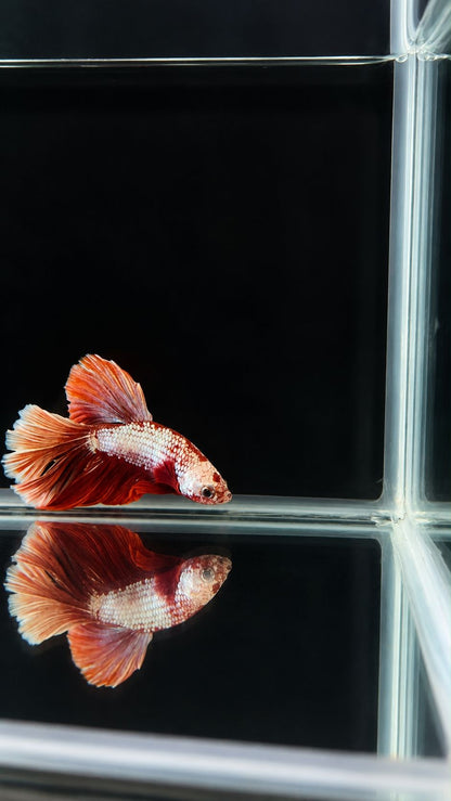 Betta spl. male Super Delta mix XL (coloritul variaza)