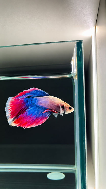 Betta spl. male Super Delta mix XL (coloritul variaza)
