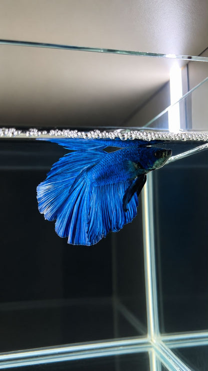 Betta spl. male Super Delta mix XL (coloritul variaza)