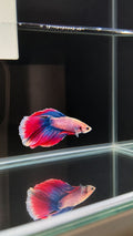Betta spl. male Super Delta mix XL (coloritul variaza)