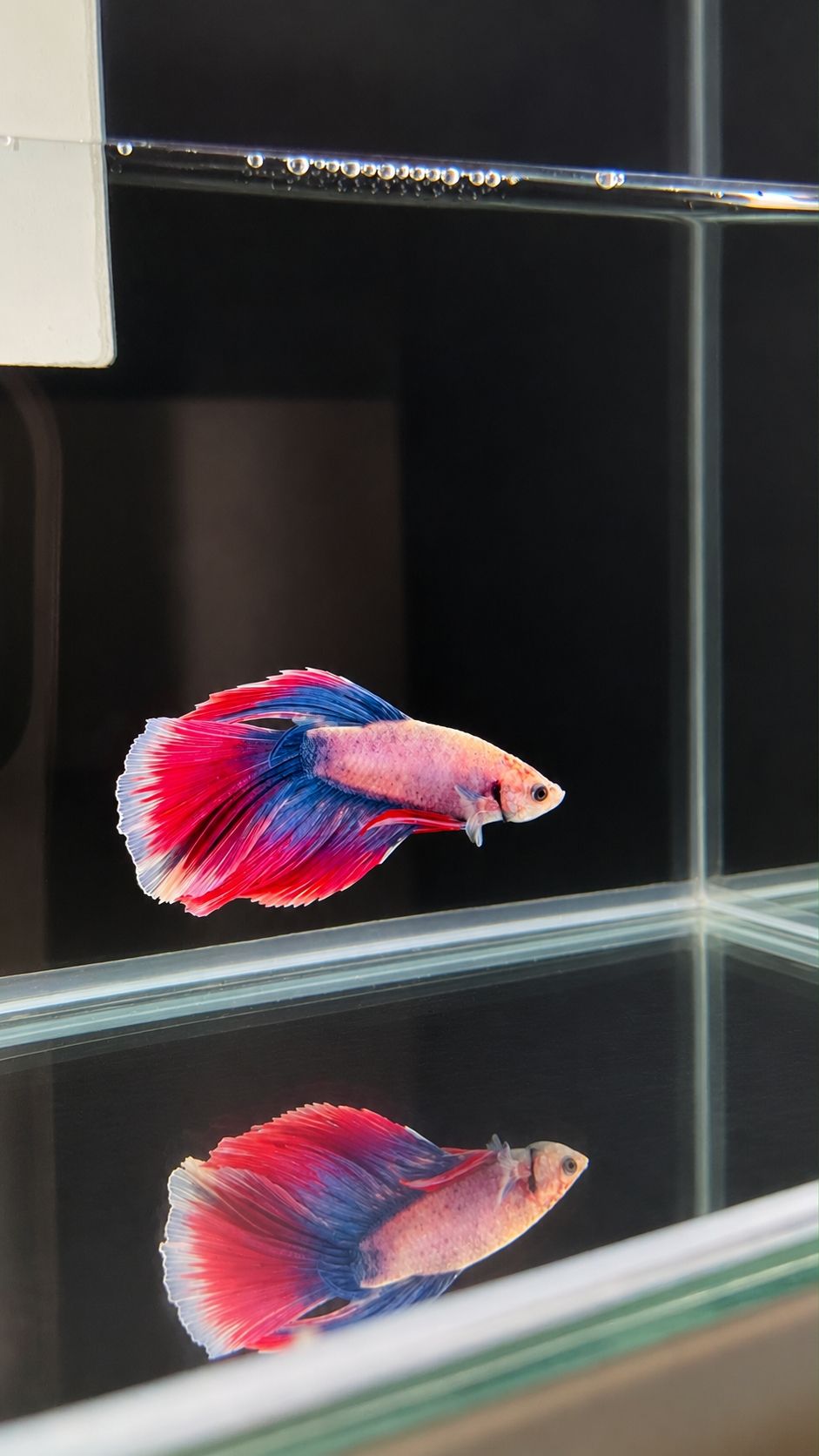Betta spl. male Super Delta mix XL (coloritul variaza)