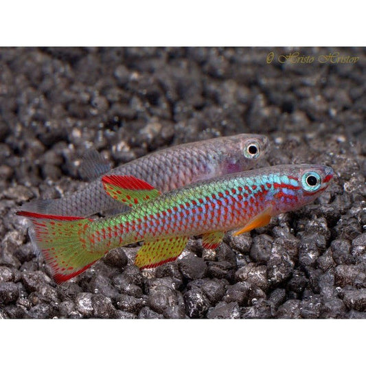 Aphyosemion gabunense (killi fish) 3-4 cm