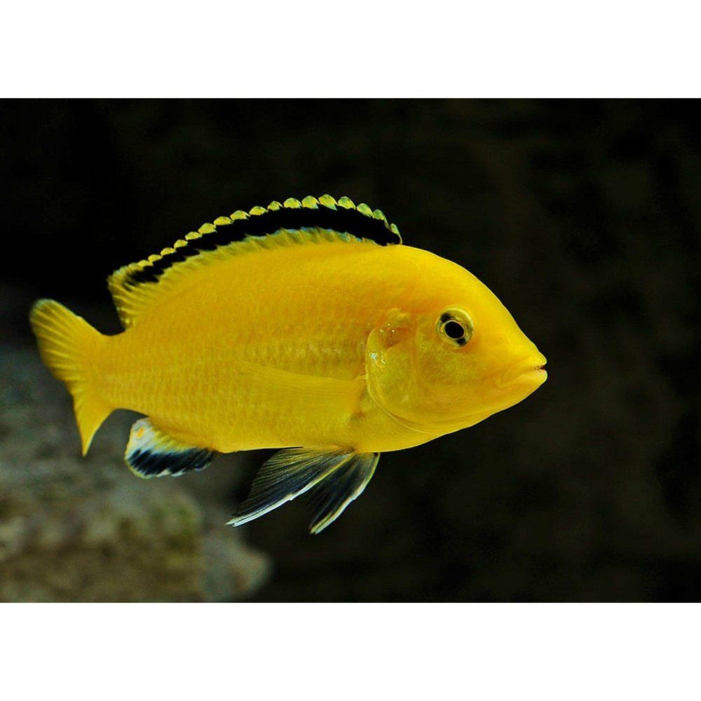 Labidochromis caeruleus (Electric Yellow Labido/Lemon Mbuna Cichlid) 3.5 cm