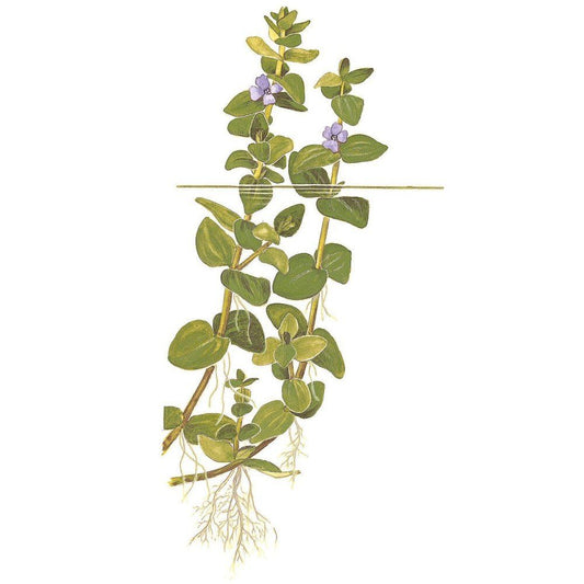Planta naturala de acvariu, Tropica, Bacopa caroliniana, blister, 20 cm