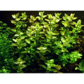Planta naturala de acvariu, Tropica, Bacopa Caroliniana 1-2-Grow!, 5 cm