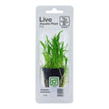 Planta naturala  de acvariu, Tropica, Lilaeopsis brasiliensis, blister, 20 cm
