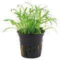 Planta naturala  de acvariu, Tropica, Lilaeopsis brasiliensis, blister, 20 cm
