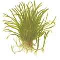 Planta naturala  de acvariu, Tropica, Lilaeopsis brasiliensis, blister, 20 cm
