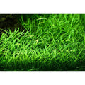 Planta naturala  de acvariu, Tropica, Lilaeopsis brasiliensis, blister, 20 cm
