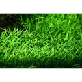 Planta naturala de acvariu, Tropica, Lilaeopsis brasiliensis 1-2-grow!, 5 cm