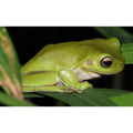 Litoria caerulea, small
