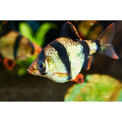 Barbus Tetrazona Tiger 2,5-3 cm