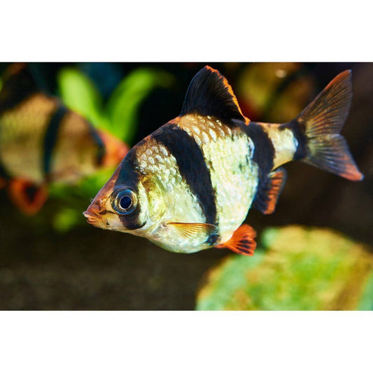 Barbus Tetrazona Tiger 2,5-3 cm