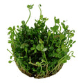 Planta naturala de acvariu, Tropica, Marsilea hirsuta 1-2-Grow!, 5 cm