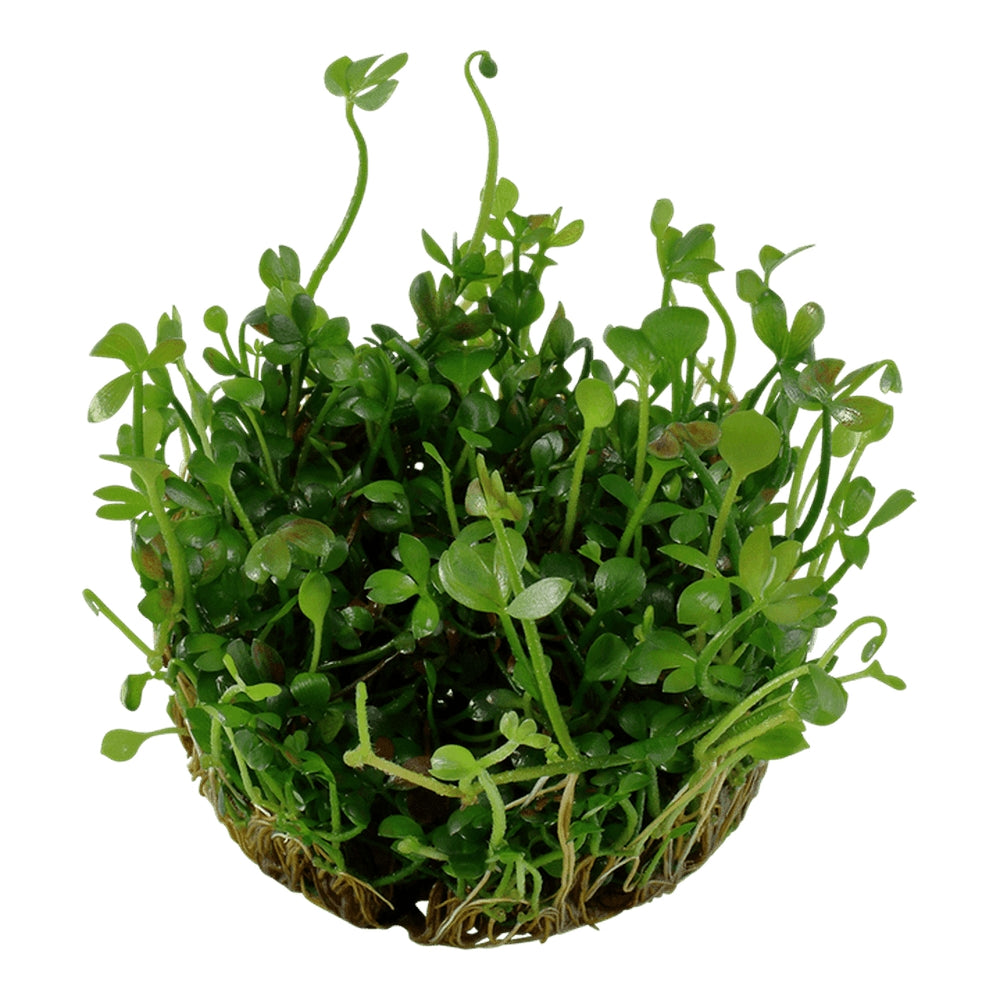 Planta naturala de acvariu, Tropica, Marsilea hirsuta 1-2-Grow!, 5 cm