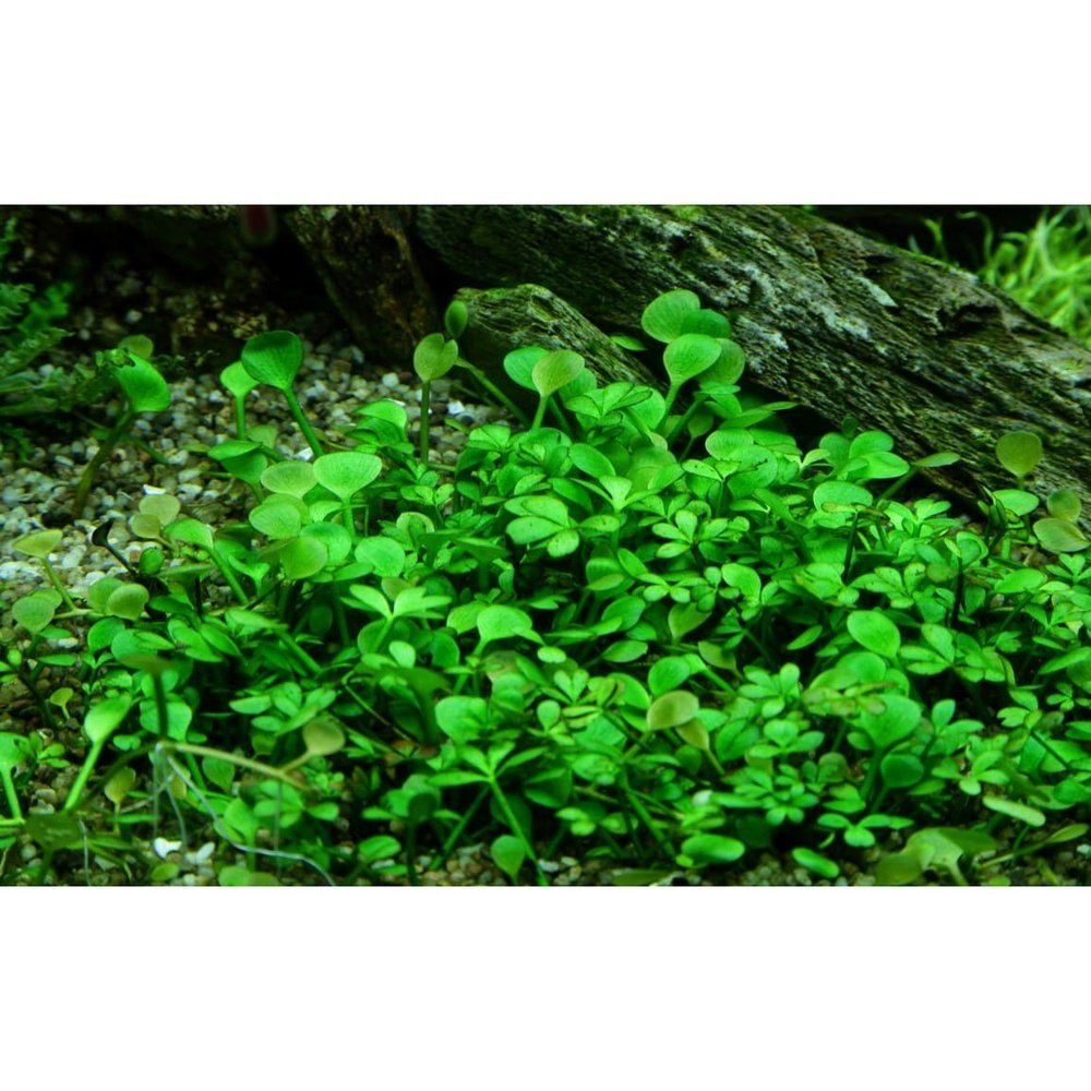 Planta naturala de acvariu, Tropica, Marsilea hirsuta 1-2-Grow!, 5 cm