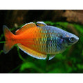 Melanotaenia boesemani (Boesemani Rainbow)  4-5,5 cm