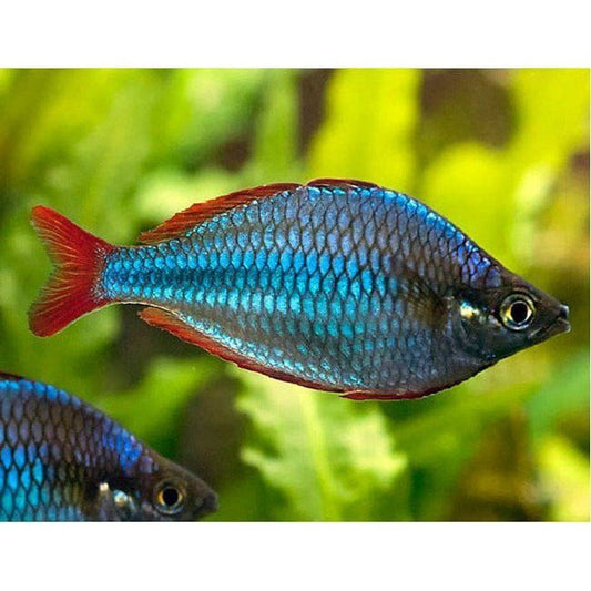 Melanotaenia Praecox (Neon Dwarf Rainbow) 3,5-4 cm